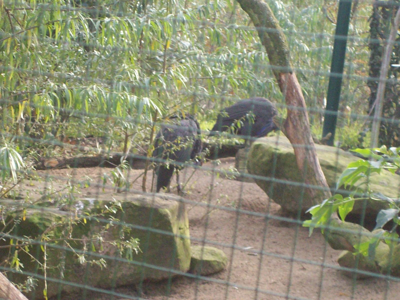 Zoom 18.10.2008-091.jpg